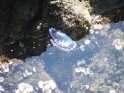Portuguese Man-of-War hydroid