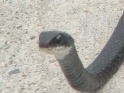 Black racer snake
