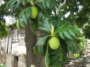 Breadfruit
