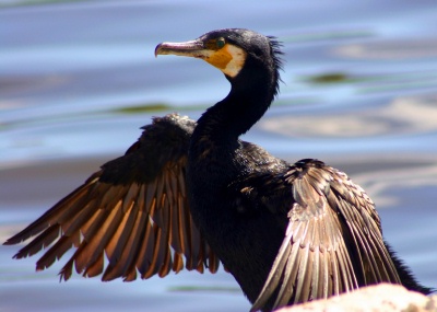 Jackie, squadron leader of the Gannet Patrol