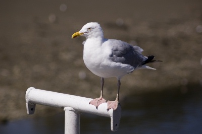 Cedric, a seagull from the Isles of Scilly