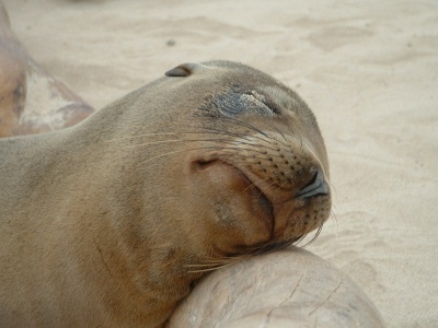 Stanley seal says hello