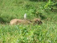 Cattle egret on donkey's back