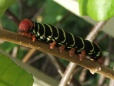 Frangipani caterpillar, Prickly Bay