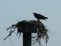 Osprey warning