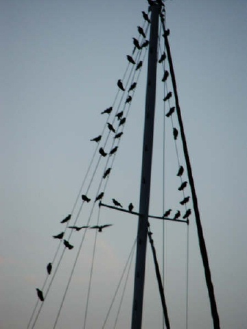 A murder of crows in Charleston