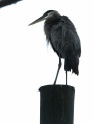Great blue heron